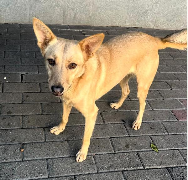 Manuel Cagnolino Timido